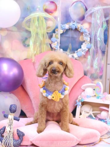 20240827ラムちゃん